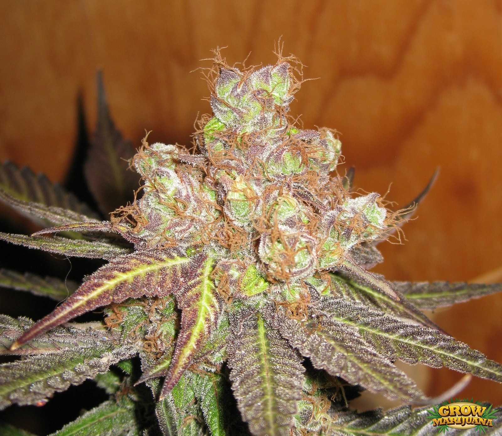 Grape Ape Seeds - Strain Review | Grow-Marijuana.com