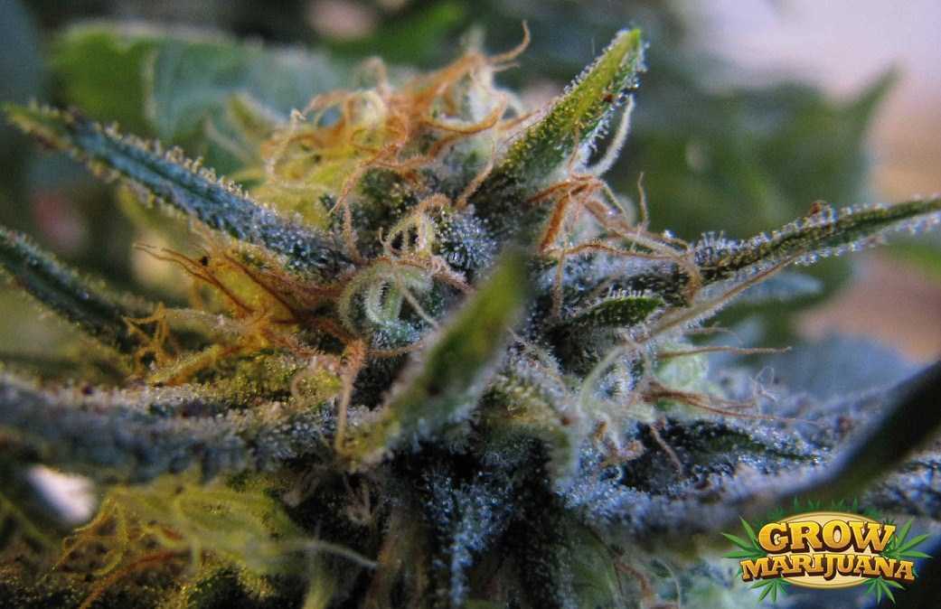 Shiva Skunk Seeds - Strain Review | Grow-Marijuana.com