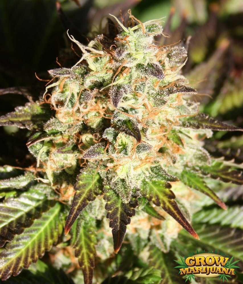 Shiva Marijuana Seeds - Strain Review | Grow-Marijuana.com