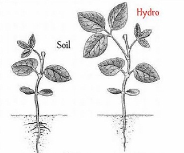 Soil vs hydro