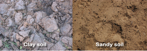 Clay and sandy soil