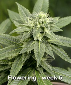 Flowering Week 5