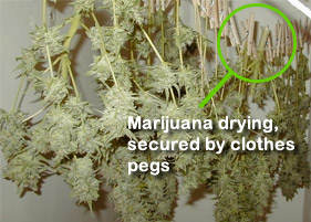 Drying marijuana buds