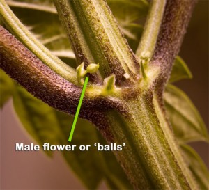 Male marijuana flowers