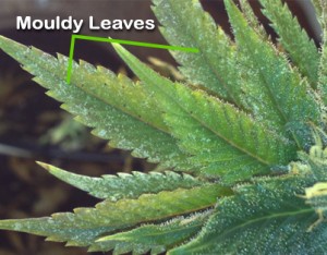 Mouldy Leaves