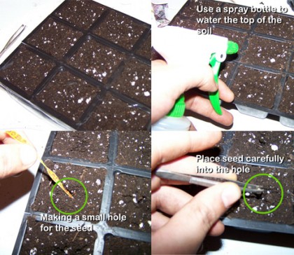 Planting germinated seeds