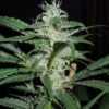 rosetta-stone-marijuana-strain-scope-review