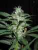 rosetta-stone-marijuana-strain-scope-review