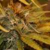 Afghan Kush Cannabis (3)