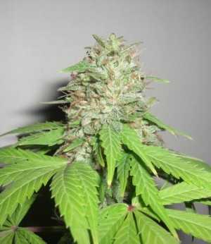 sativa strains marijuana