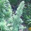 Afghanica grow