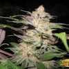 Alien Kush Cannabis