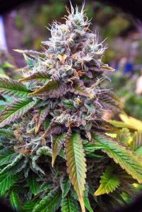 Auto Purple Amnesia marijuana seeds