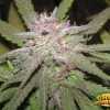 Berry Kush Cannabis