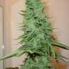 Big Bud cannabis