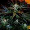 Black Mamba Cannabis