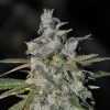 Blackberry Kush Cannabis