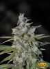 Blackberry Kush Cannabis