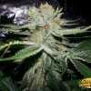 Blue Moonshine Cannabis