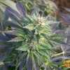 Blueberry Cannabis
