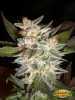 Blueberry Kush Cannabis