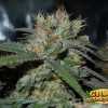 Blueberry Widow Cannabis