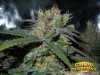 Blueberry Widow Cannabis