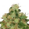 CBD Caramel Marijuana strain