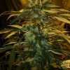 Cheeseberry Cannabis
