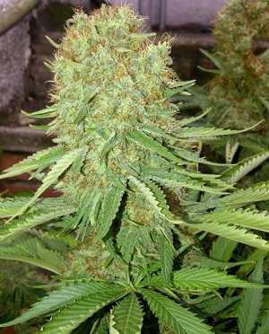 Cheesus Seeds - Strain Review | Grow-Marijuana.com