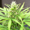 Cream-of-the-Crop-Seeds-Robocrop-marijuana-strain