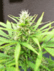 Cream-of-the-Crop-Seeds-Robocrop-marijuana-strain