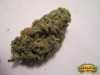 Dr Grinspoon Bud