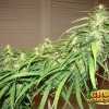 Dr Grinspoon Weed