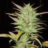Ed Rosenthal Super Bud Cannabis