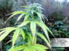 forest-dream-marijuana-strain