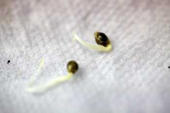 Germinated Seeds
