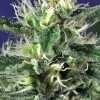 Golden Nugget Cannabis