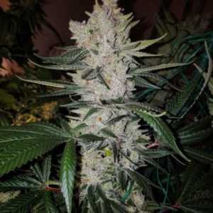 Gorilla-Glue-4-Feminized-marijuana-Seeds