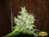 Hash Plant Cannabis
