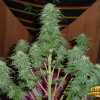 Hash Plant Marijuana