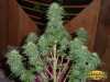 Hash Plant Marijuana