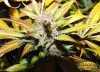 Heavy Duty Fruity Cannabis