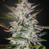 Holy Punch – Green House Seeds