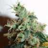 Jack Flash Cannabis