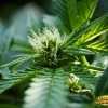 Jacky White Cannabis