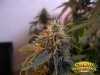Jamaican Pearl Cannabis