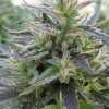 Lavender Kush Cannabis