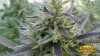 Lavender Kush Cannabis