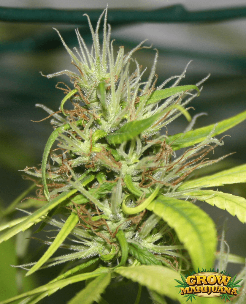 malawi-gold-seeds-strain-review-grow-marijuana